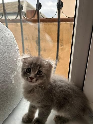 Кошки: Шотладская вислоухая, Самец — 5