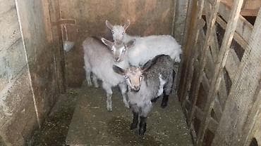 it satisi 2021: Alpin Saanen melez 2 ayliq oqlaqlar. 2 si disi, 1 i erkek. Qiymet — 2