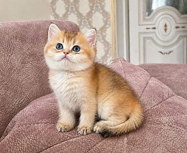 british pişik: Şinşilla — 1