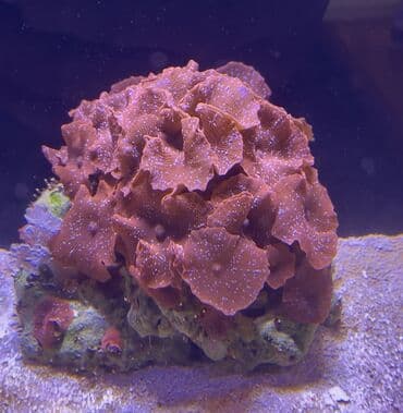 keci heleb: Akvarium üçün canlı qayalıq parçası – qırmızı “mushroom” korallar — 2