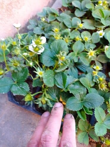 gül toxumları satışı: Çiyələk fidanları – məhsuldar, iri və şirinmeyvəli sort - Şəkillərdə — 4