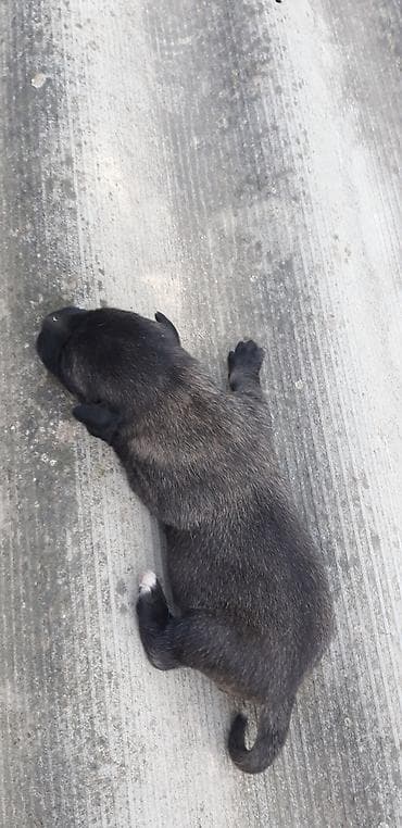 pitbull iti satilir: Zvonok — 4