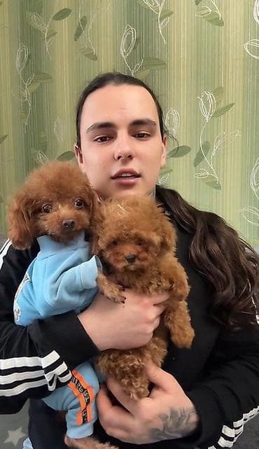 pudel balaları: Pudel, 2 ay, Dişi, Ünvandan götürmə — 3