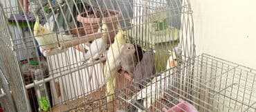 пудель карликовый цена: Tutuquşu Korella. ( Sultan ) Sarı quşlar 35 manat Boz quşlar 30 manat — 4