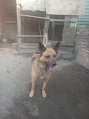 Sahiblendirilir baxa bilmirem