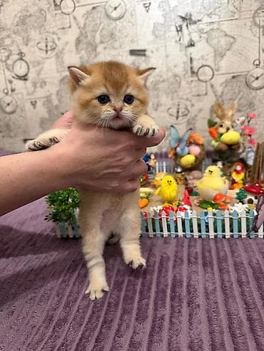 itler pikines type 1: Britan — 8