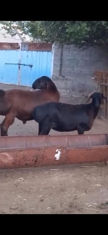 tap.az inekler: Cütü 450. AZN dişi boğazdır — 5