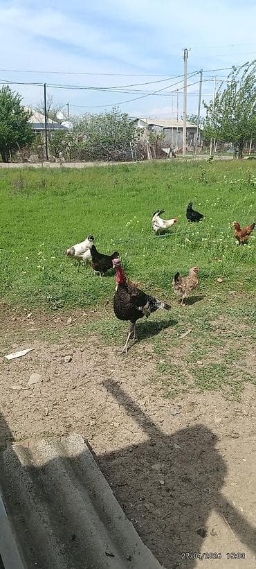 hinduska satisi: Самец, Для разведения, Самовывоз — 3