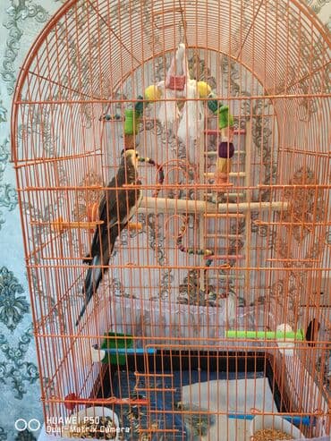 Quşlar: Danışan Korella Qəfəs və aksesuarlarla bir yerdə satılır. Mahnılar — 3