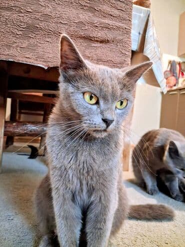 pişik üçün daraq: Yaxşı əllərə — 3