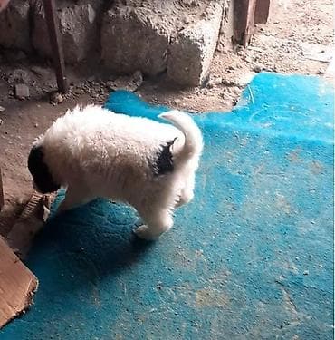 Qafqaz çoban iti, Dişi — 2