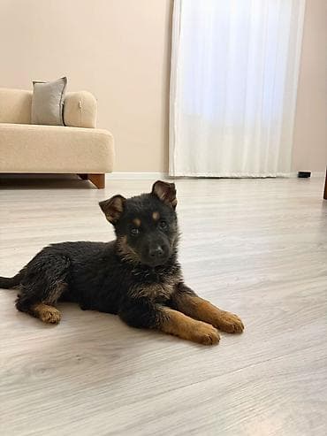 serrap dermani ne ucundur: Alman çoban iti, Peyvəndli — 6