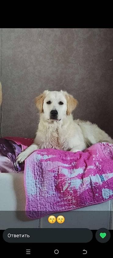 golden retriver it: Retriever, Dişi — 2
