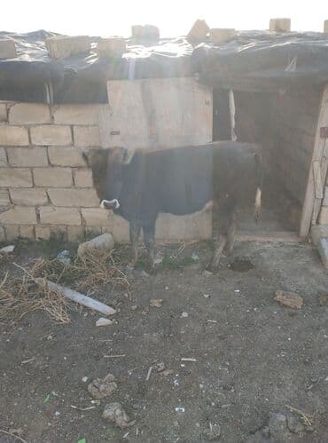 heyvan bazari inekler: Satılır: mal-qara (dana/inek-buzovlar) Təsvir: - Şəkillərdə fərqli — 1