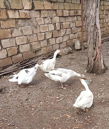 Qazlar – yerli təsərrüfat üçün 3 dişi 1 erkek - Heyvan növü: qaz -