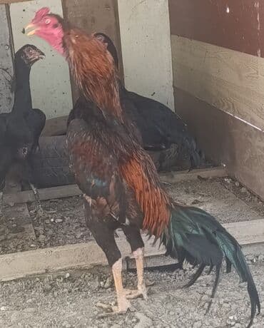 qoyun quzu nece yazilir: Cinsi : Gergedan Heyratı Xoruzu Satlr 60₼ Güclü Əyaqı Var Almaq — 2