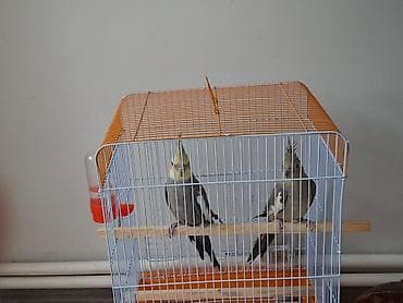 karella qusu: Nymph (Kakadua) cütü və qəfəs dəsti - Növ: Nymph cockatiel (kakadua) — 2