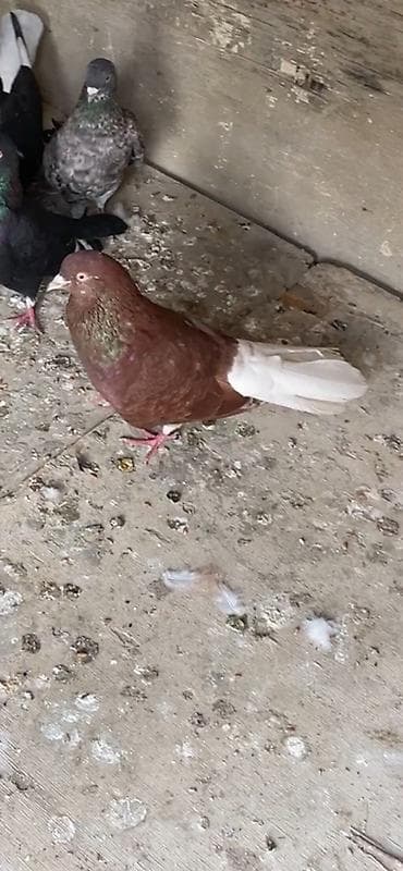 qaz ve ordek: Dəsdə ağ quyruq erkey ünvan saray nişanlı bala ilədə barter edilir — 1