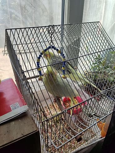 Növlər: Nimfa kakadu (cockatiel) cütü Rənglər: Açıq sarı tonlarında