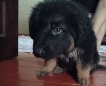 tok coban: Alman çoban iti, 2 ay, Erkek — 2