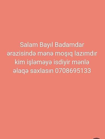 evde qablasdirma işi: Bayıl və Badamdar ərazisində işləmək üçün moyşik xidməti tələb olunur — 1