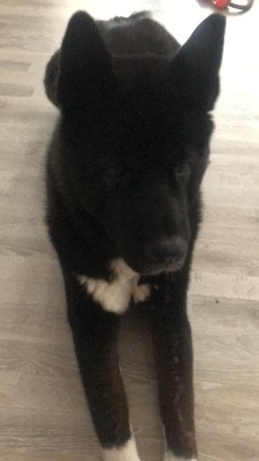 it satislari: Akita-inu, 4 il, Erkek, Sənədli, Ödənişli çatdırılma — 3