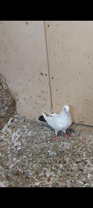 gence quşlar: Baladan qalxma qara quyruq repis göyərçindi . Tam sağlam — 3
