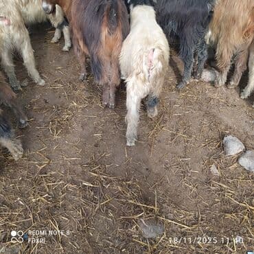 География: Diri çəkisi 7 manata çəpişlər satılır — 2