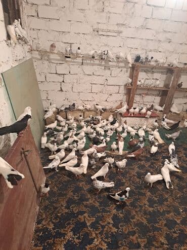 heyvanlara verilen adlar: Ev göyərçinləri – müxtəlif rəng və naxışlarda böyük sürü - Növ — 2