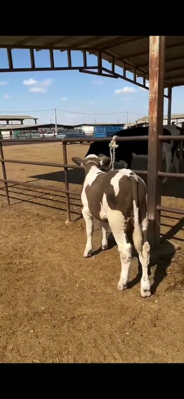 simental inekler satilir: Simental tipli buzov – ətlik-südlük istiqamətli - Rəng: qəhvəyi-ağ — 7