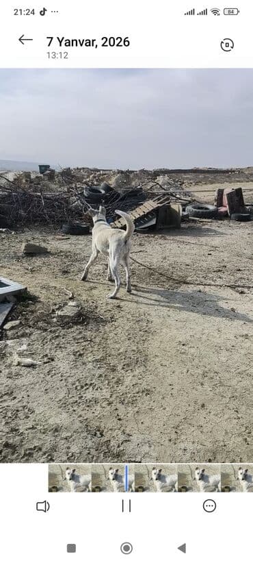 ev quşları haqqında melumat: Məhsul: Qoruyucu it (ağ rəng, qısa tüklü) Təsvir: - Orta-böyük — 4