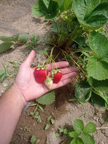 gül toxumları satışı: Çiyələk fidanları – məhsuldar, iri və şirinmeyvəli sort - Şəkillərdə — 8