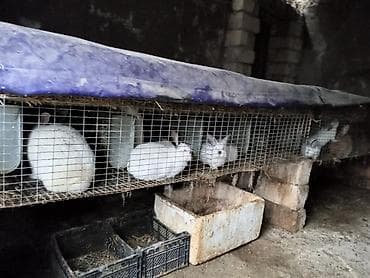 xususi heyvan adlari: Salam təmiz qan sağlam Kalfornya sort dovşanların balaları satılır 3 — 9