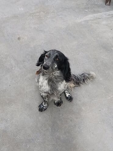 cau cau iti satilir: Koker spaniyel, 2 il, Dişi, Ünvandan götürmə — 4