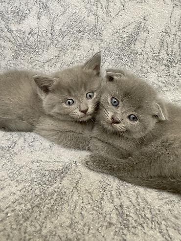 Животные: Британская, В добрые руки, Самовывоз — 3