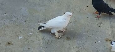 haski satilir: Satılır: Fantail tipli dekorativ göyərçin Xüsusiyyətlər: - Rəng — 11