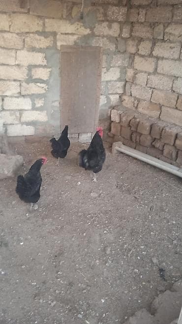 sultan toyuğu: Avstrolop 1 Xoruz . 2 fere ucu bir yerde satilir. fereler yumurtayir — 1