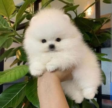 Şpitz, 2 ay, Sənədli