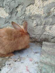 Inəklər, öküzlər: Temiz karlik diwidir erkeyi oladigna gore satiram — 13