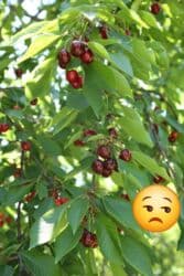 qurtuluş 93 evler: 10 sot, Kənd təsərrüfatı, Mülkiyyətçi, Kupça (Çıxarış) — 9