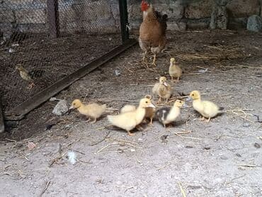 ördək yumurtası satışı: Dişi, | Lal ördək, Ətlik, Ünvandan götürmə — 1