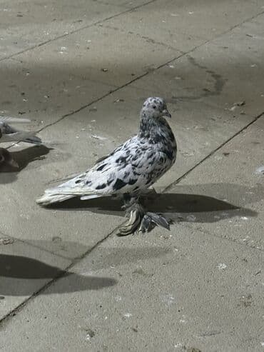 доберман цена баку: Salam aleykum iki iri leley iki badam leley hamsı 30 manat — 2