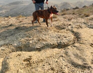 qafqaz coban iti qiymeti: Senedleri var 3 yasi var tapanca Kimii doyusur tecili satilir barterde — 5