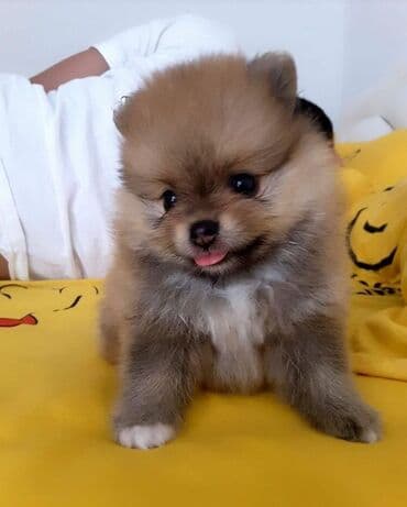 померанский шпиц цена баку: Шпиц, 2 месяца, Самовывоз — 1