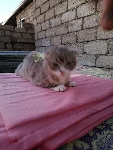 heyvan: Şotland pişiyidi 3ayliqdi razilasmaq olar ev terbiyesi var Vatsap — 3