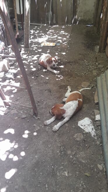 собаки в хорошие руки: 4 ay — 2