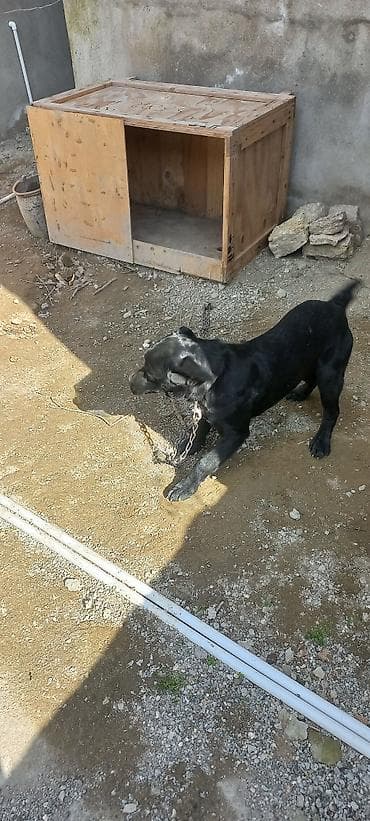 it haqqinda melumat: Labrador-retriver, 9 ay, Dişi, Peyvəndli, Ünvandan götürmə — 6