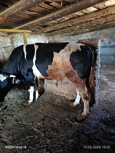 Dana öz inəyimizin balasıdır. 250 kq artıqdir Qurbanlıq üçün əla