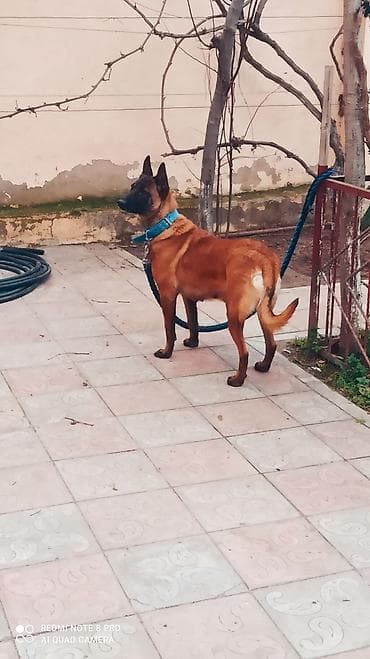 тибетский мастиф цена в баку: Бельгийская овчарка, 2 года, Самка, С прививками, Самовывоз — 2