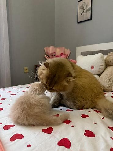 tuklu pişik: British tipli balaca pişiklər - Cins: Şotland qırma/“British type” — 4